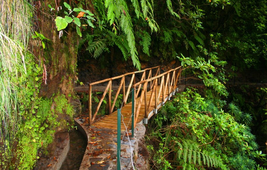 Levada dos Cedros- Laurel Forest in Madeira